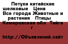 Петухи китайские шелковые › Цена ­ 1 000 - Все города Животные и растения » Птицы   . Кемеровская обл.,Тайга г.